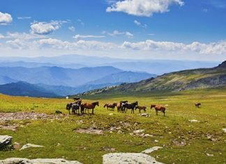 Чому алтайські бальзами вважаються найкориснішими?