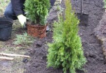 Переваги використання туї в ландшафтному дизайні